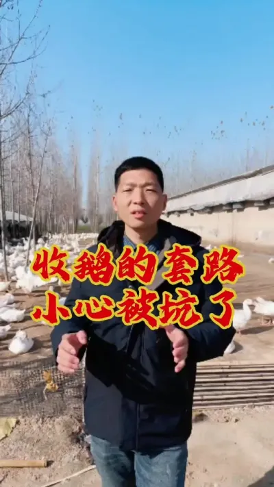 又一个卖鹅的套路，小心别被坑了。#养鹅技术分享 #狮头鹅养殖 #三农养殖 #养鹅人 #东哥带你养鸭鹅