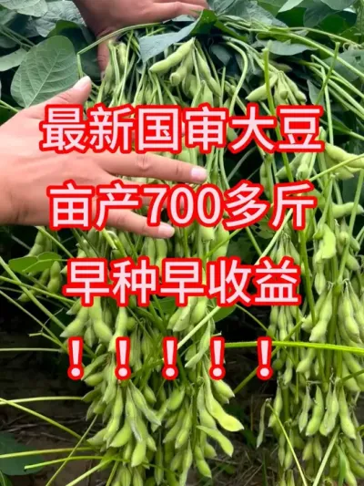 最新国审大豆品种，江苏、安徽、湖北、湖南、河南都能种 #服务三农支持三农 #种子 #新农人计划