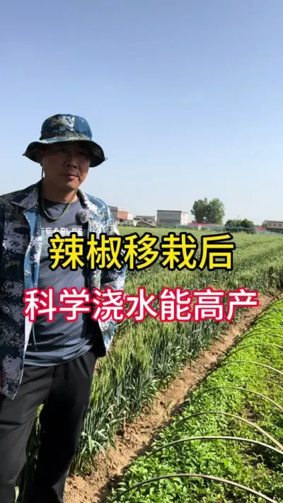 移栽辣椒后要科学浇水才能高产#辣椒高产