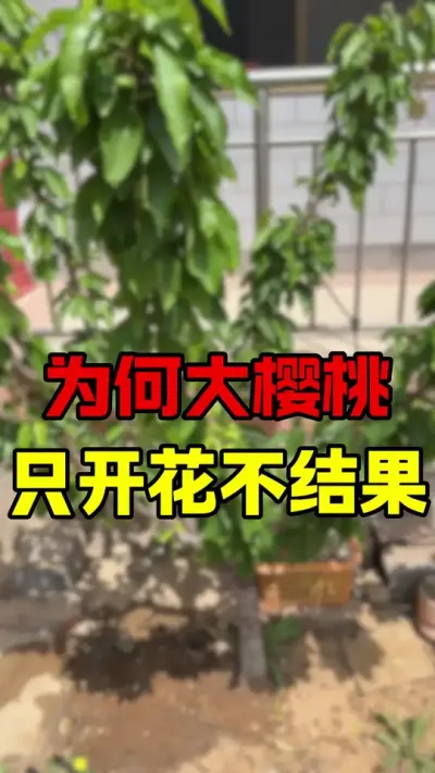 大樱桃只开花不结果#车厘子树苗 #车厘子大樱桃 #大樱桃种植管理 #果树管理