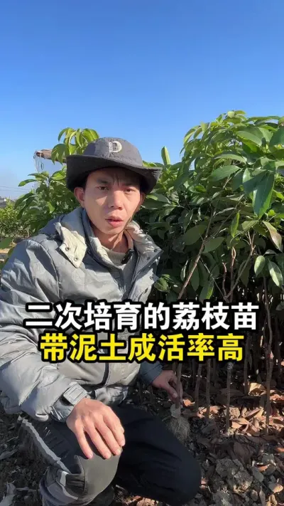 二次培育的荔枝泥球苗，成活率才是非常高的 #果苗供应 #桂味荔枝 #仙进奉荔枝