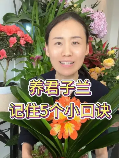 养君子兰记住5个小口诀#君子兰 #君子兰养殖 #绿植花卉 #爱生活爱养花 #种植小技巧