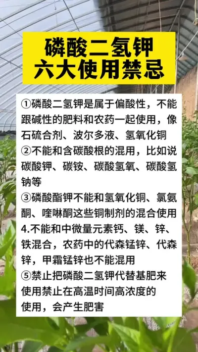 磷酸二氢钾混配禁忌#分享农业知识帮农民增产增收 #农业种植技术 #三农