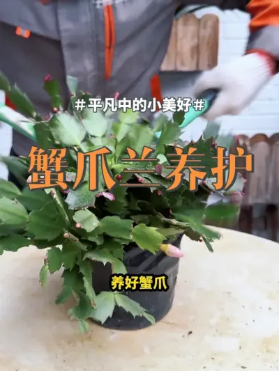 #盆栽#蟹爪兰 #养花 养蟹爪兰，没有这么难，注意这3点