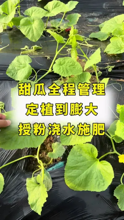 甜瓜全程管理，定植到膨大，授粉浇水施肥！#甜瓜种植 #农业种植 #蔬菜种植 #传播农业小知识 #甜瓜种植技术