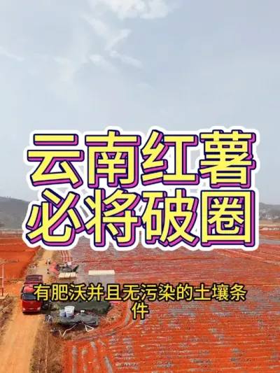 你觉得我们的品质能超越他们吗？#农业种植 #红薯种植 #三农 #新农人计划 #新农人创业