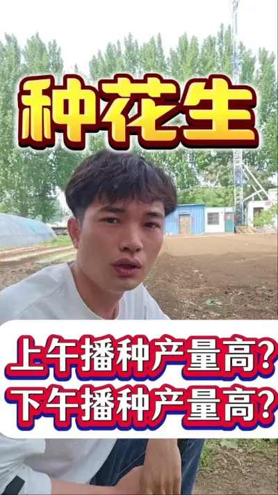 花生是上午播种产量高？还是下午播种产量高？#花生高产 #花生种植 #种花生 #花生种植管理技术 #花生高产种植