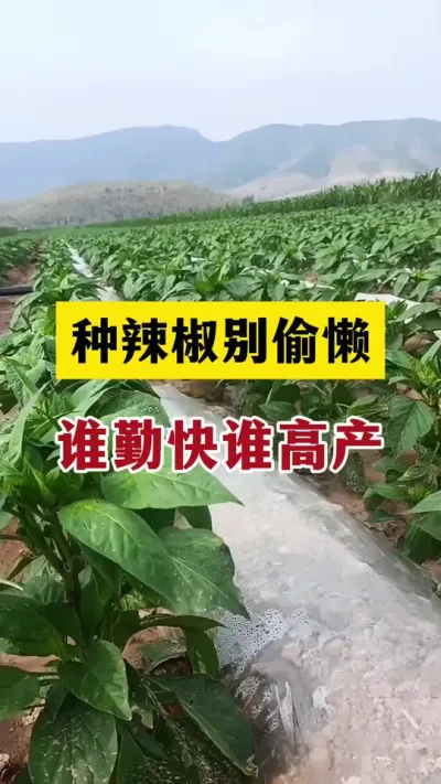 种辣椒别偷懒，谁勤快谁增产#分享农业知识帮农民增产增收 #抖音助农 #农业种植技术