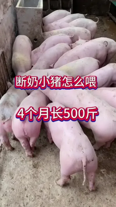 #养猪人加油干 #养猪人不容易 #自繁自养 #三农养猪 #养猪人的心酸