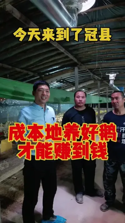只有低成本养好鹅，才能赚到钱！#养鹅技术分享 #三农养殖 #鹅苗 #狮头鹅 #养鹅