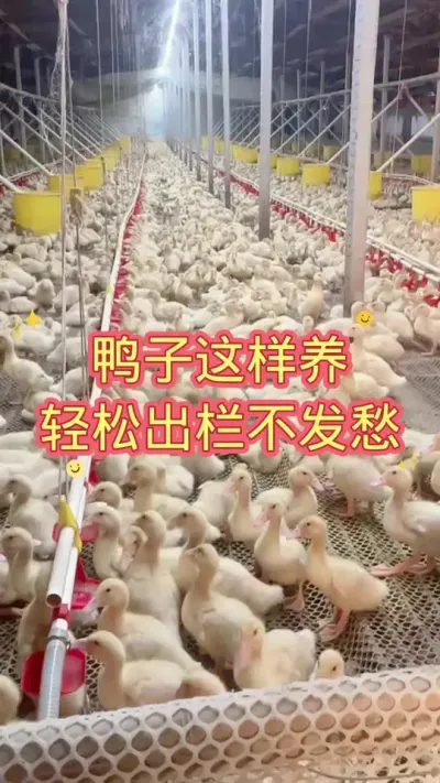 鸭子这样养，轻松养鸭不发愁 #养殖人加油 #肉鸭养殖 #鸭子 #养鸭人 #农村创业养殖