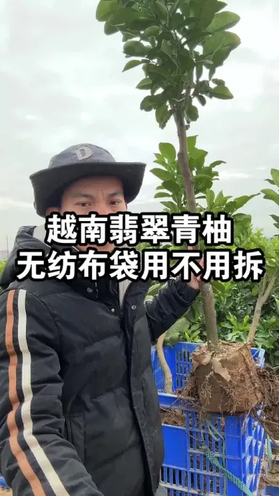 越南翡翠青柚营养杯苗，种植之前无纺布袋用不用拆开呢？ #果苗供应 #越南青柚 #果苗供应