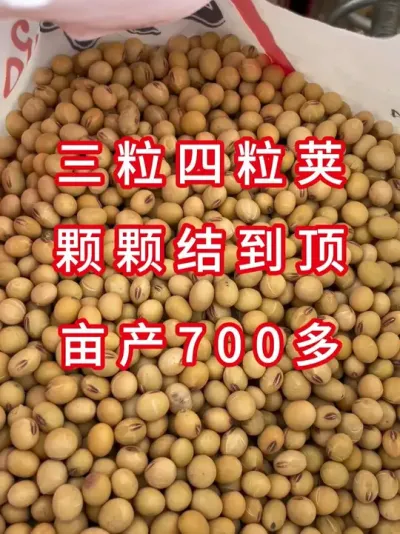大家看看这个品种好不好 #三农流量扶持计划 #大豆种植 #抖音助农 #农业种植 #产量特别高