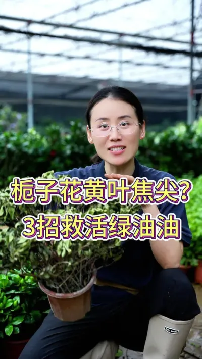 栀子花黄叶蕉叶，3招救活绿油油#花卉绿植 #养花小知识 #养花人的乐趣 #栀子花 #养花的乐趣