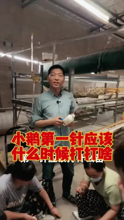 小鹅第一针应该打什么苗？打多少？#养鹅人 #养鹅 #鹅苗 #狮头鹅 #养鹅技术