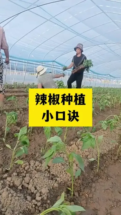 辣椒种植小口诀#分享农业知识帮农民增产增收 #三农 #抖音助农