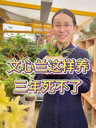文心兰这样养，三年死不了#花卉绿植 #文心兰开花 #文心兰养护 #养花小知识 #种植小技巧
