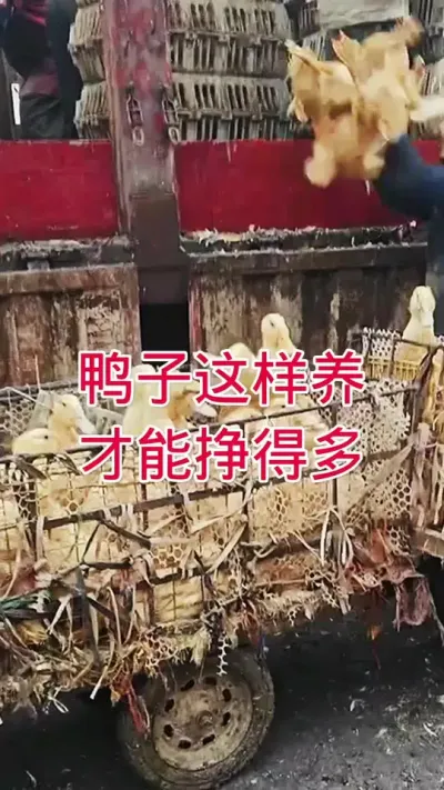 鸭子这样养才能挣得多 #肉鸭养殖 #鸭子 #养鸭人 #养殖人加油 #养殖技术