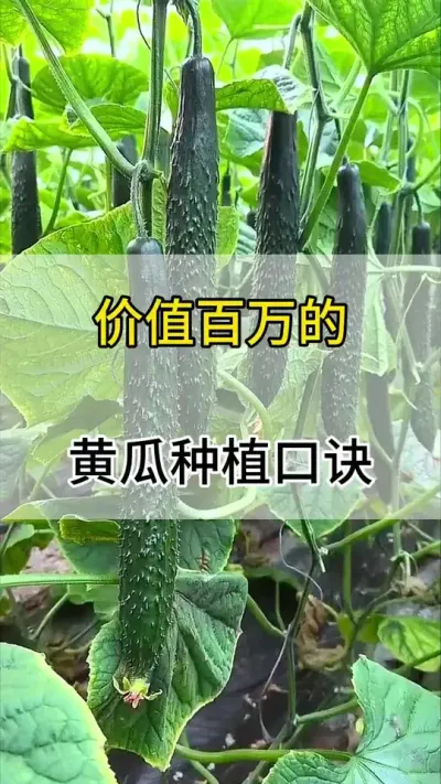 价值百万的，黄瓜种植口诀 #黄瓜 #黄瓜高产种植 #黄瓜种植 #抖音助农 #服务三农支持三农