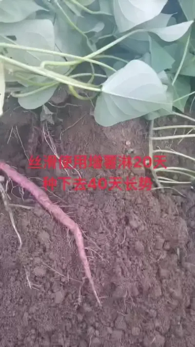 #红薯种植技术 #农业种植 #红薯种植 #节点施肥 #增薯淋 这是湛江农户发给我的