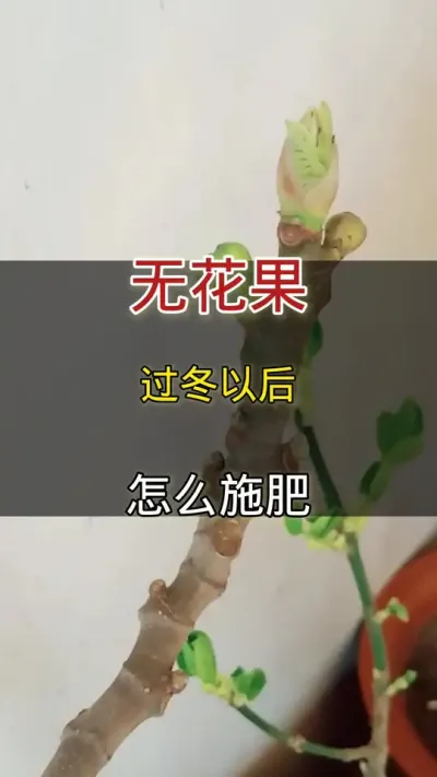 无花果过冬以后怎么施肥#无花果 #种植小技巧