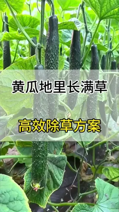 黄瓜地高校除草方案 #黄瓜 #黄瓜种植 #抖音助农 #黄瓜除草 #服务三农支持三农
