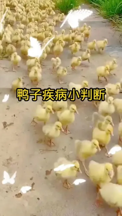 #养鸭人 #养鸭人 #养鸭技术 #养鸭技术分享