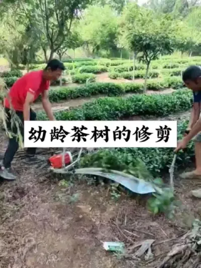 #茶树 #茶树种植技术与管理 #茶树修剪时间