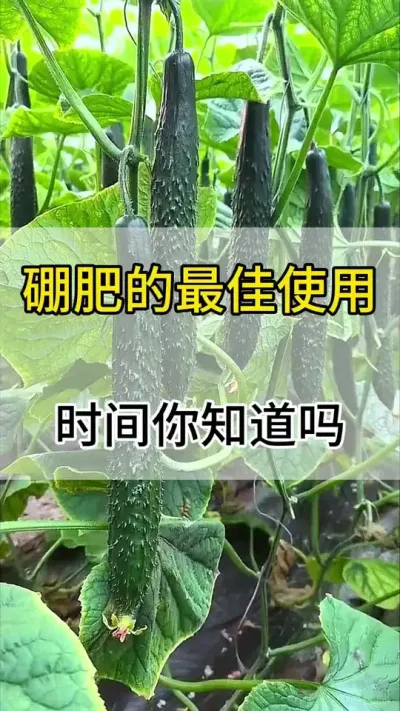 硼肥最佳使用时间你知道吗 #黄瓜 #黄瓜种植 #黄瓜高产种植 #服务三农支持三农 #三农
