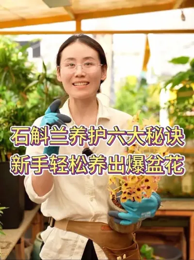 石斛兰养护六大秘诀，新手轻松养出爆盆花#石斛兰 #石斛兰种植 #花卉绿植 #养花小知识 #养花人的乐趣