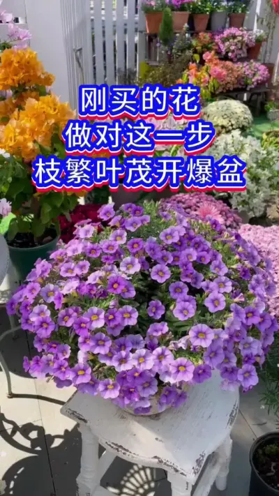 新花到家不要这样做#养花人 #养花小知识 #花卉绿植