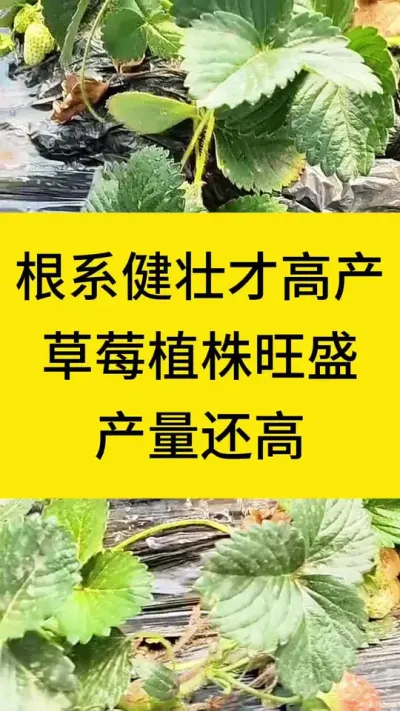 植株健壮高产大妙招！#草莓种植 #种草莓 #西红柿种植 #三农种植 #番茄种植 @巨大星-龙灯水溶肥源头厂家
