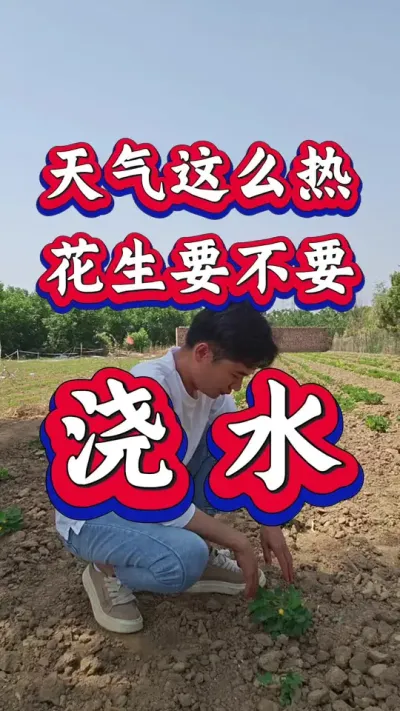 天气这么热，花生要不要浇水？#花生种植 #花生高产 #种花生 #花生种植管理技术 #花生高产种植