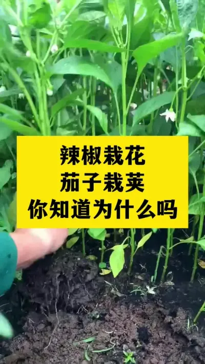 茄子栽荚，辣椒栽花，你知道为什么吗#分享农业知识帮农民增产增收 #抖音助农 #三农
