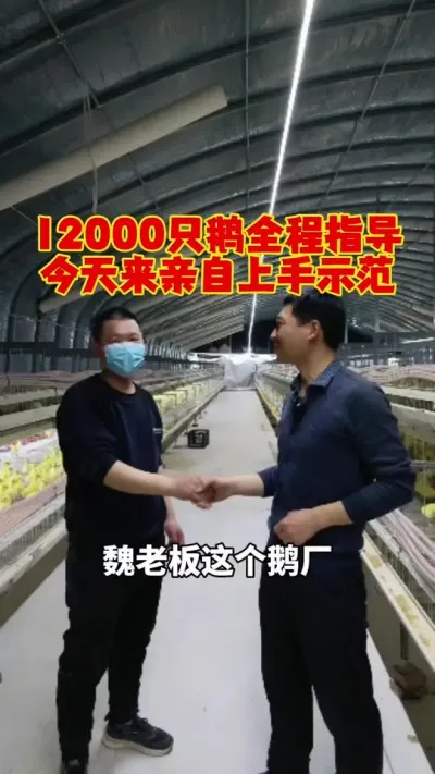 12000只鹅全程指导，今天现场示范一下。这个场地跟我的一样。#鹅苗 #狮头鹅 #养鹅 #养鹅技术 #科学养鹅