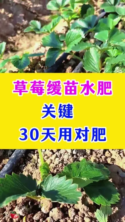 草莓缓苗水肥关键，30 天用对肥#草莓种植 #种植小技巧 #农业种植技术 #农业种植小知识 @DOU+小助手