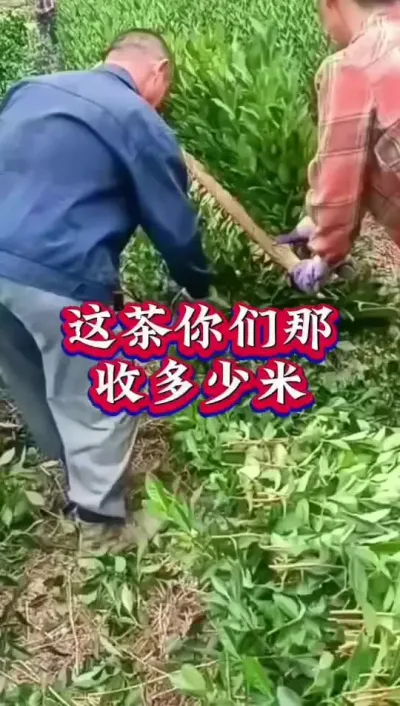 #服务三农支持三农 #抖音助农扶农 #茶树 #茶树种植技术与管理 #茶树修剪