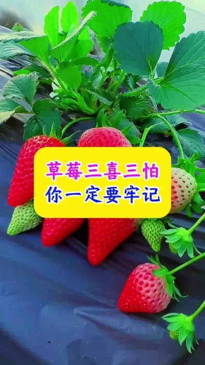 草莓三喜三怕，你一定要牢记#草莓种植 #种植小技巧 #农业种植技术 #抖音助农  #dou上热门 @DOU+小助手