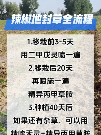 辣椒封草全流程#分享农业知识帮农民增产增收 #农业种植技术 #辣椒种植技术