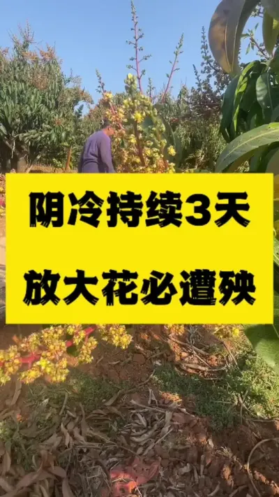阴冷天气遇到放大花，注定是悲剧 #服务三农支持三农 #抖音助农 #授粉坐果