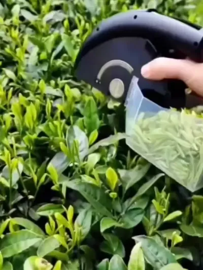 #召唤茶友 #茶农茶事 #茶树 #茶树种植技术与管理 #茶叶采摘