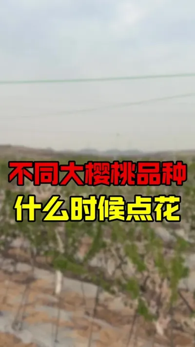 大樱桃各品种授粉时间选择#大樱桃种植管理 #大樱桃授粉 #果树种植 #车厘子大樱桃