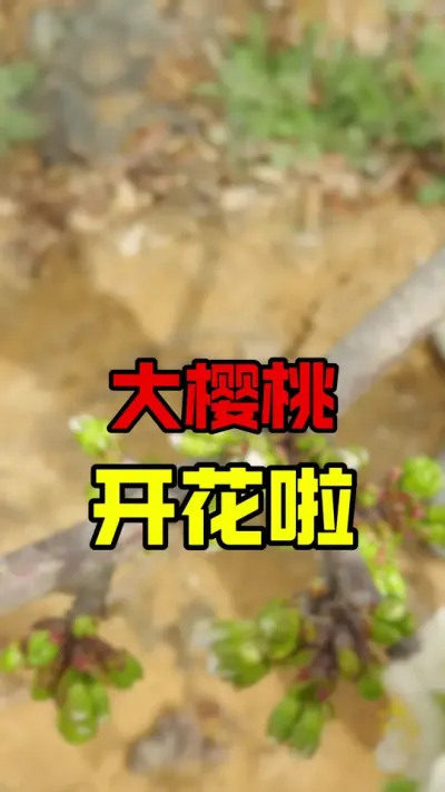 大樱桃开花了#车厘子大樱桃 #大樱桃种植管理 #车厘子树苗 #果树管理