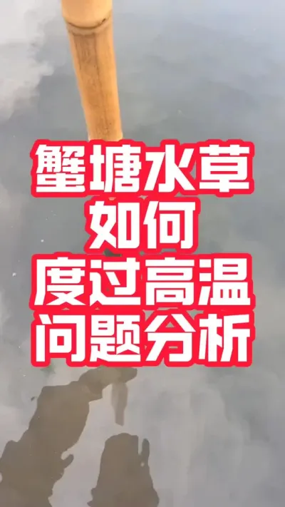 蟹塘水草如何度过高温问题分析#大闸蟹养殖#螃蟹养殖#河蟹养殖#大闸蟹#抖音助农