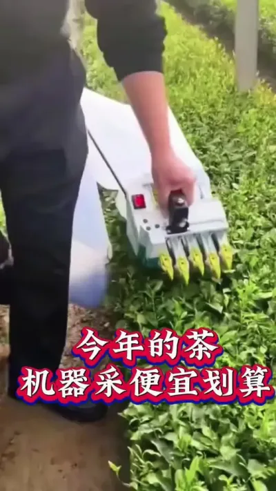 #春茶采摘 #召唤茶友 #抖音助农扶农