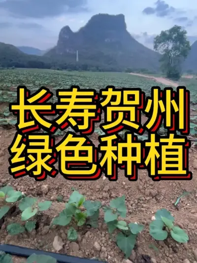 有机种植很难，但是绿色农产品的标准种红薯是可以实现的#农业种植 #红薯种植 #红薯种植技术 #绿色生态农业 #节点施肥
