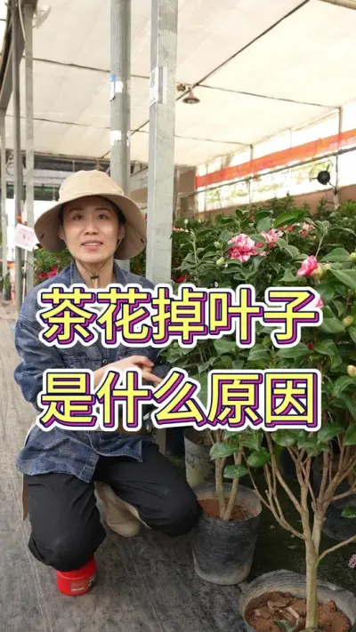为什么茶花总是掉叶子#茶花 #花卉绿植 #花卉 #山茶花 #爱生活爱养花