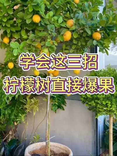 学会这三招，柠檬树直接爆果#柠檬树 #柠檬树怎么养 #花卉绿植 #养花小知识 #养花人的乐趣