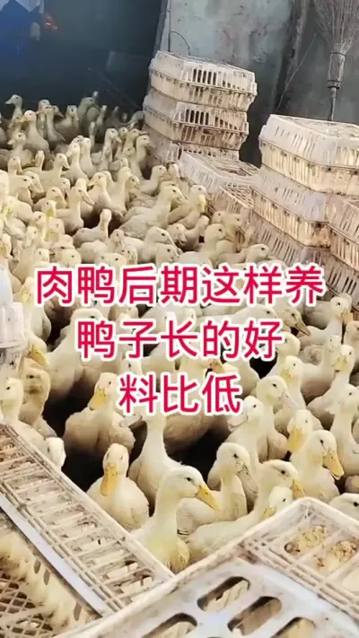 肉鸭后期这样养，鸭子长的就是好 #鸭子 #养殖人加油 #肉鸭养殖 #养鸭人 #服务三农支持三农