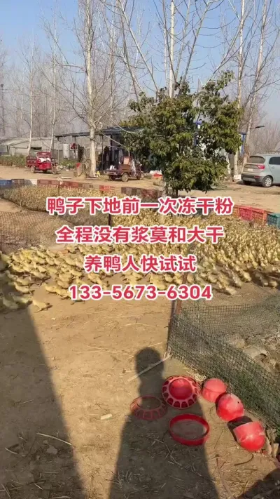 #养鸭人 #三农养殖 #肉鸭养殖 #无抗养殖